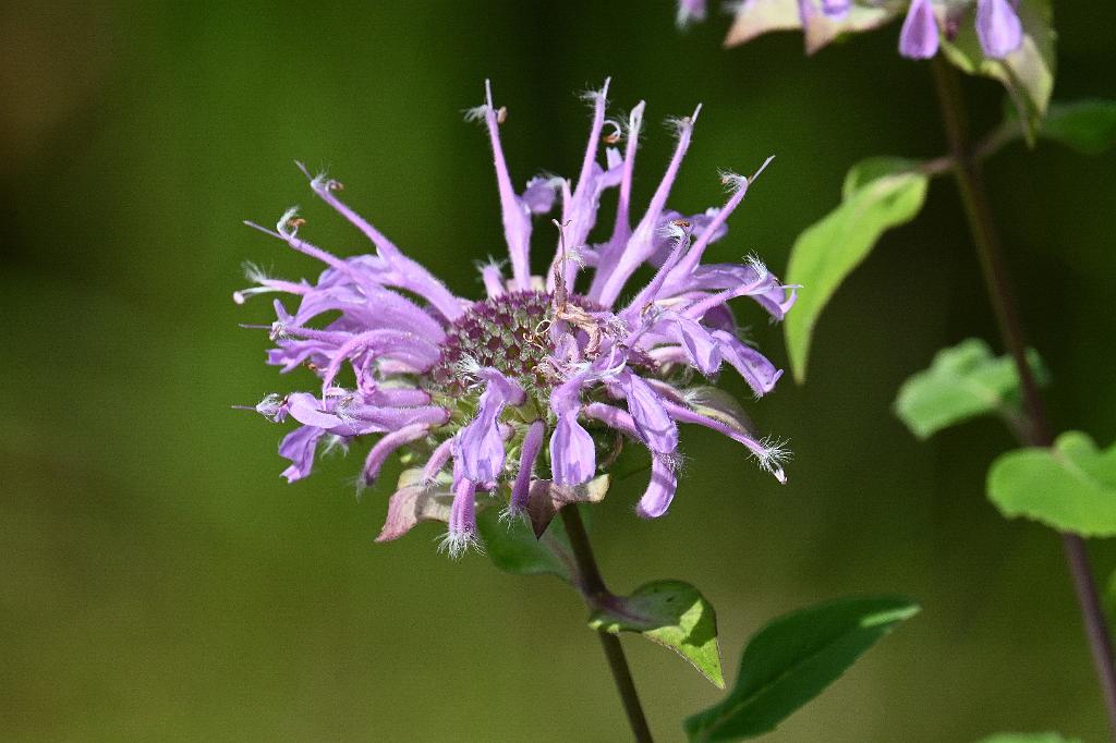 2025-07199748 Tower Hill Botanic Garden, MA.JPG - Beebalm or Wild Bergamot (Monardia fistulosa). New England Botanic Garden at Tower Hill, MA, 7-19-2025